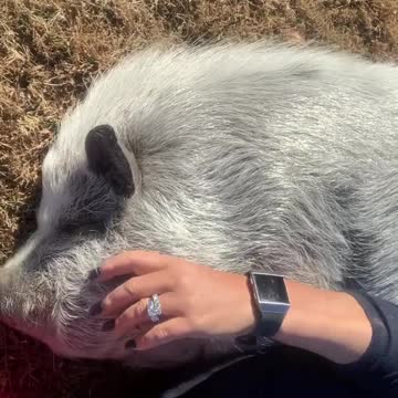 Rescued piglet has a second Christmas in her new home