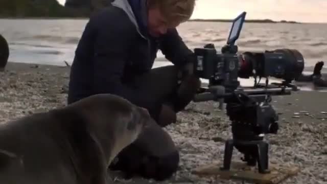 Lovely Seal Trying to Help a Cameraman on Boulders Beach