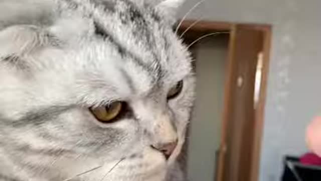 Best Funny Cats and Dogs Compilationn