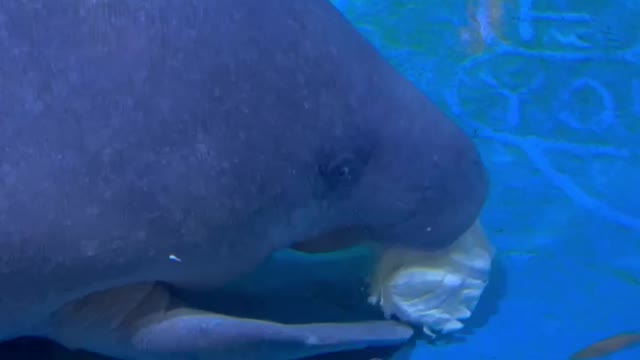 manatee is eating a cabbage