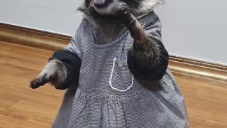 Raccoon wears a pretty dress and eats dried sweet potatoes.