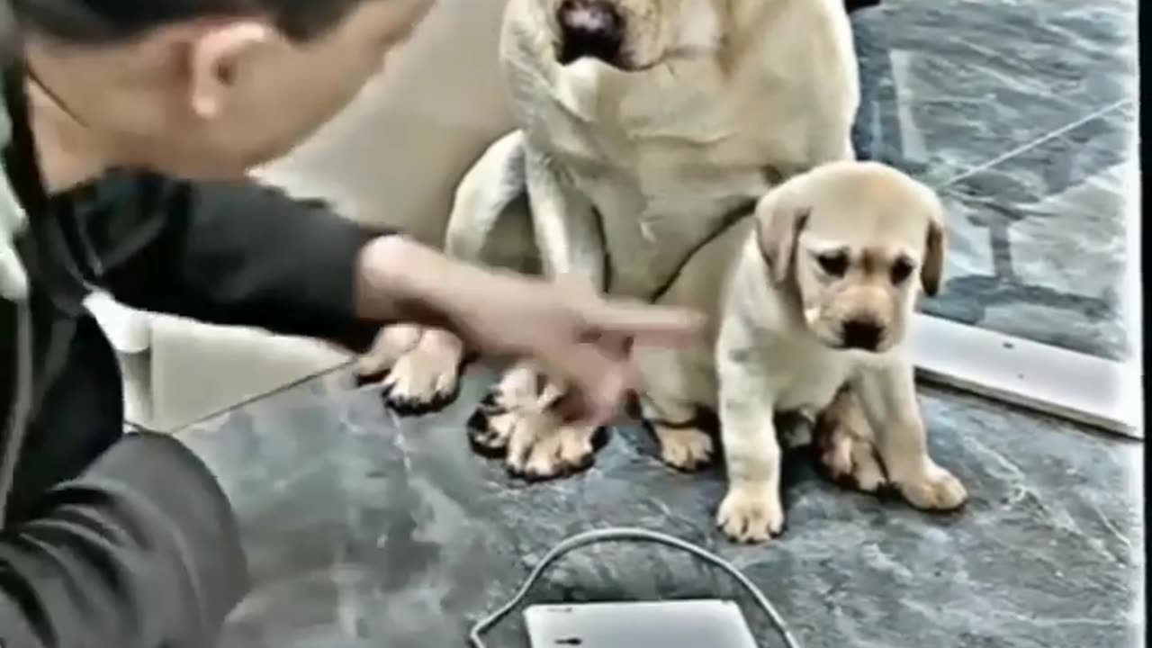 Dog protecting her pup