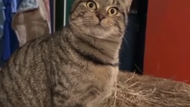 funny and cute cats playing