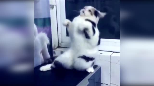 The cat is dancing))) Fun, Pranks, Jokes, Humor