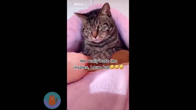 😂🐶 2021 Funny Cat Videos 😆🐱 Смешные Кошки 🐶😂🐶