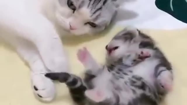 Mommy cat huging her baby kitten while having a nightmare