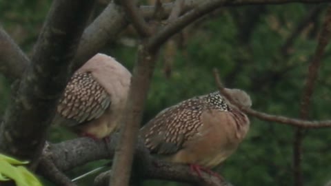 Dove love , beautiful Bird symbol of love