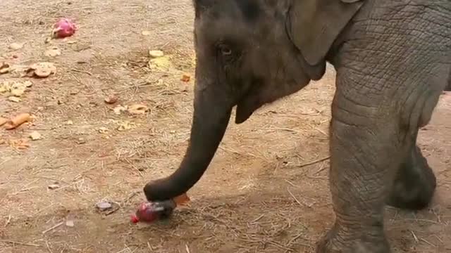 Baby elephant who likes drinking black tea