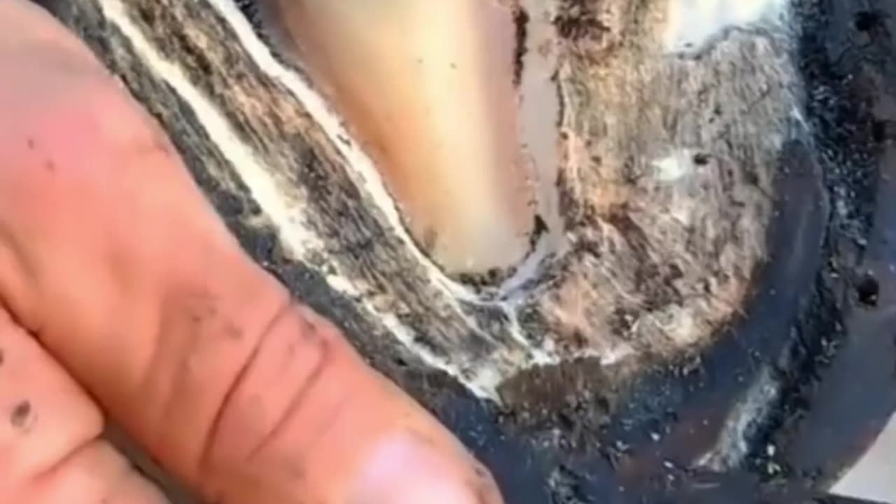 Amazing horse hoof cleaning so satisfying