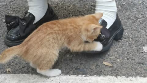 The cat that's always at my feet