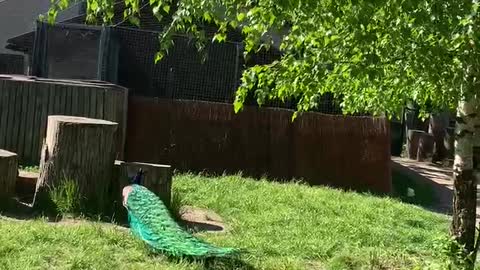 Peacock