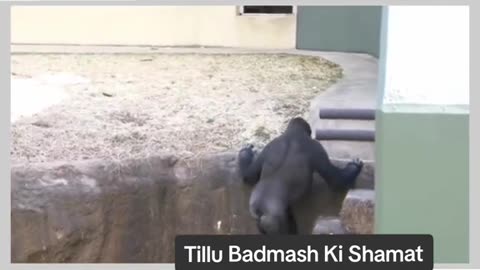Funny Monkey Viral Video