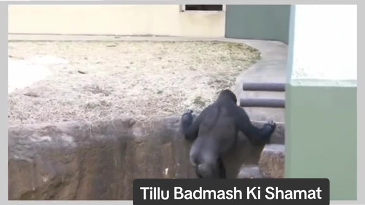 Funny Monkey Viral Video