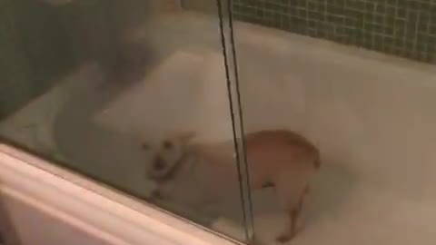 White dog found alone in shower