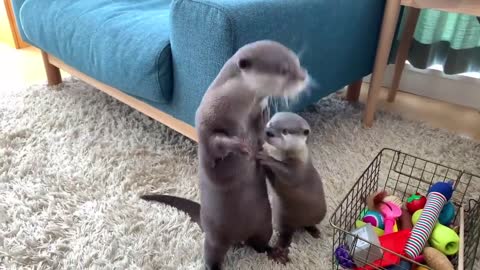 Funny video, Animal Funny video, Animal Smart ( Otter )