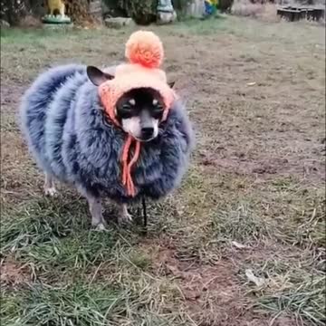 The fur coat is so fur coat! 😁 All dogs are jealous 😱