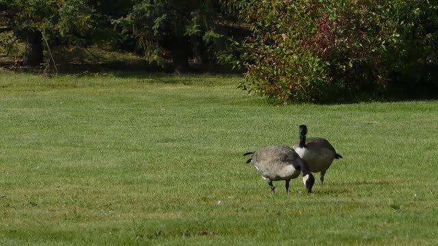 Most beautiful birds