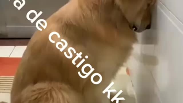 Uau um cachorro de cartigo por ser um mal menino hahaha