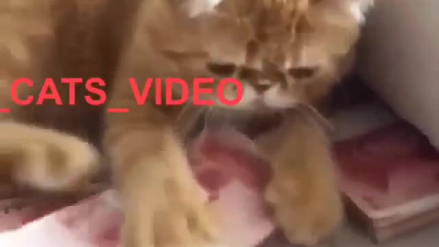 Funny and Cute Cat Videos #294