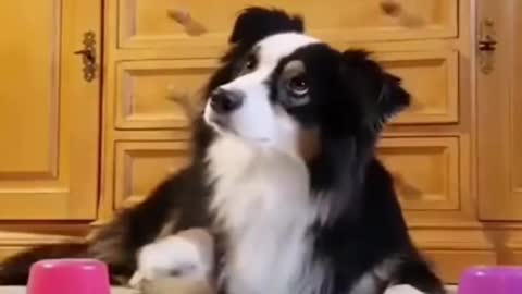 Best Funny Cat and Dog that make you SMILE