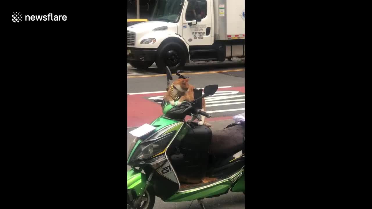 Cool cat wearing a gold chain chills on parked motorcycle in Bryant Park