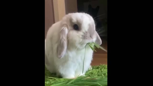 😍 Loving Adorable Bunnies 🐰