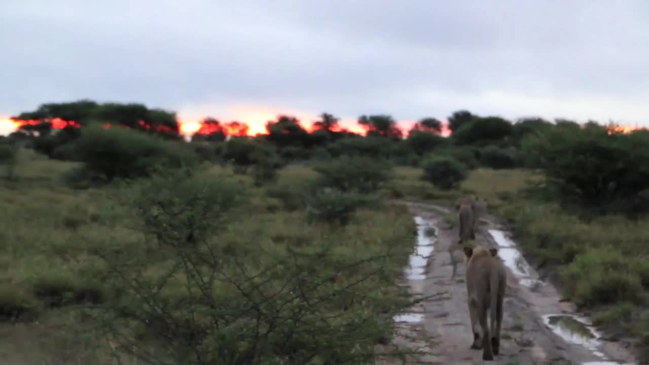 Lions walking down road into sunset (smooth)