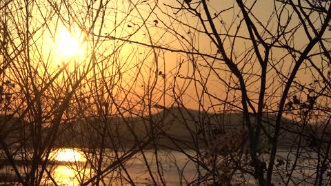 Sunset and sea and branches 3