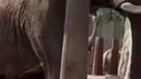 Elephant showed amazing balancing technique