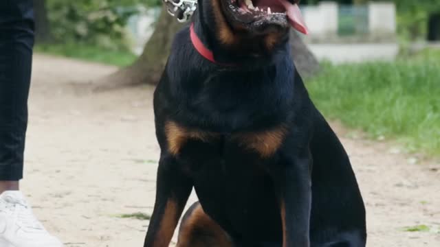 Rottweiler guide Dog Assist to blind person