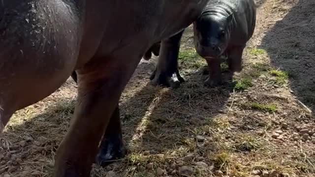 Wait for it… Pygmy hippo calves can stay with their moms for up to 3 years!!