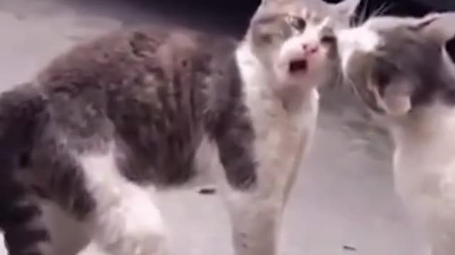 funny cat video