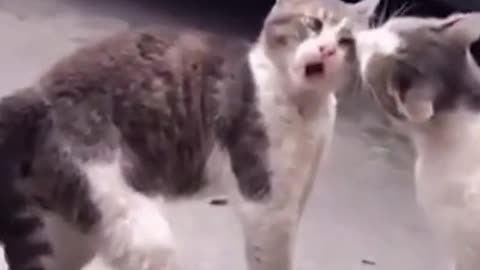 funny cat video