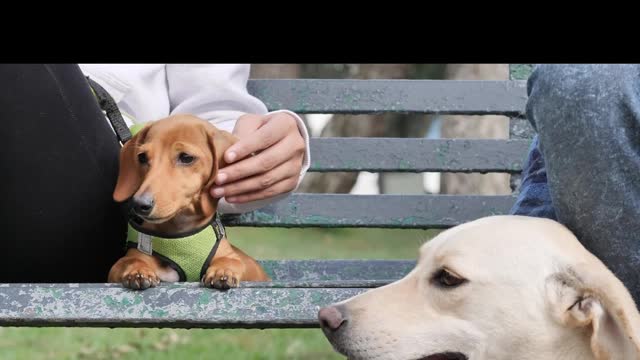 Two dogs resting with their owners on a park bench