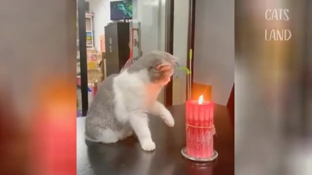 ♥ Top funny cat Videos 2021