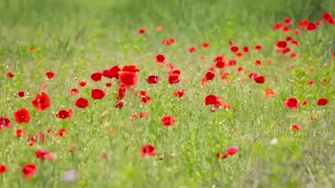 Relaxing Music | Sleeping, Meditation, Stress Relief | [6084] ⭐️