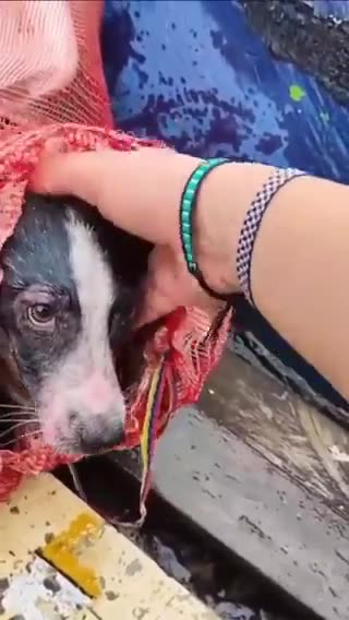 Not all heroes wear capes..🐶