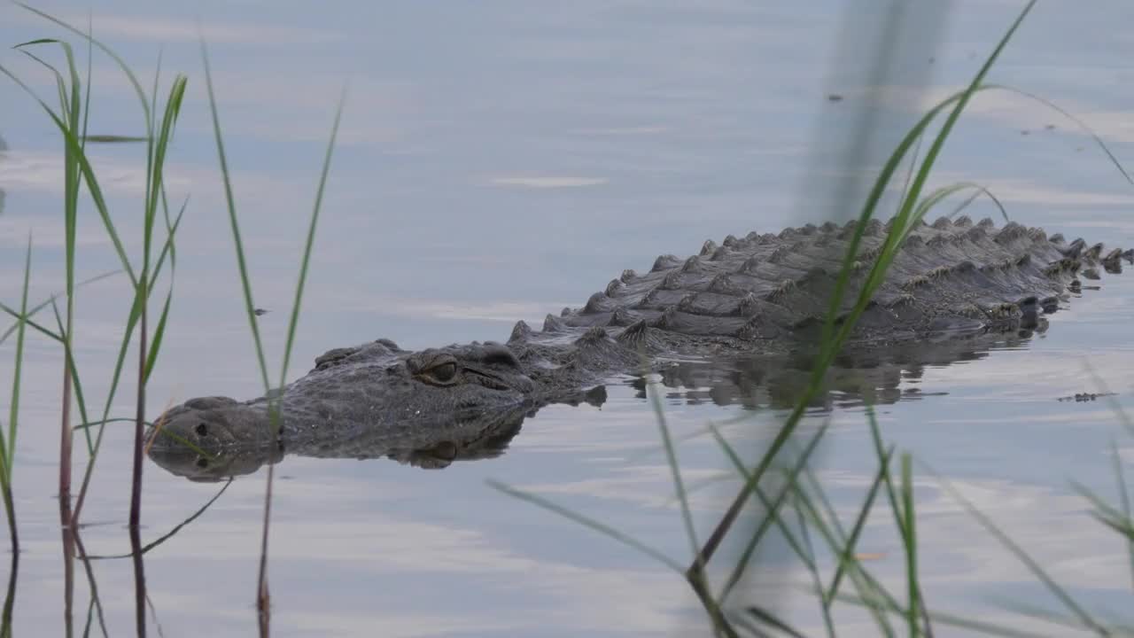 Crocodile in a lake at Moremi Game Reserve, Botswana