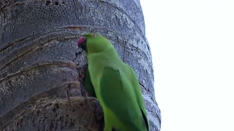 the parrot feeds three baby parrots