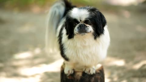 Cute Little Dog