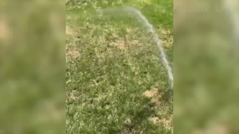 The dog is hot and he decides to drink water and play