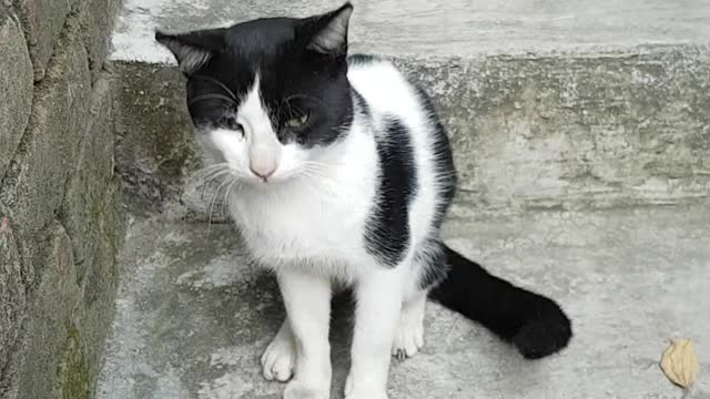 My Cat stand up just once call !