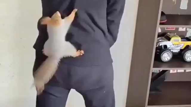 Squirrely Squirrels
