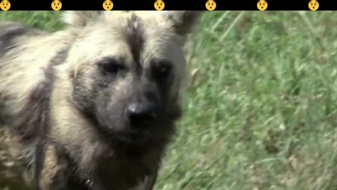 Savage Hunters: Wild Dogs Devouring Prey 🐾🦌