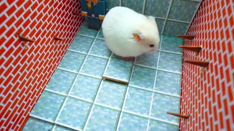 The Best Hamster Challenges 2 - #travel #explore #trip #vlog