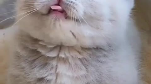 Cut and funny cat video