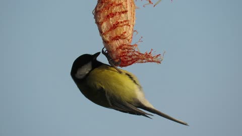 Bird feeding on air