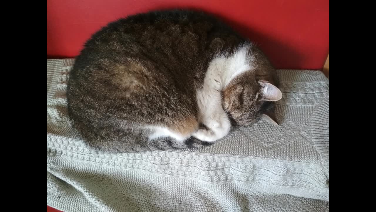 Info Bubble rajongóknak (2018)