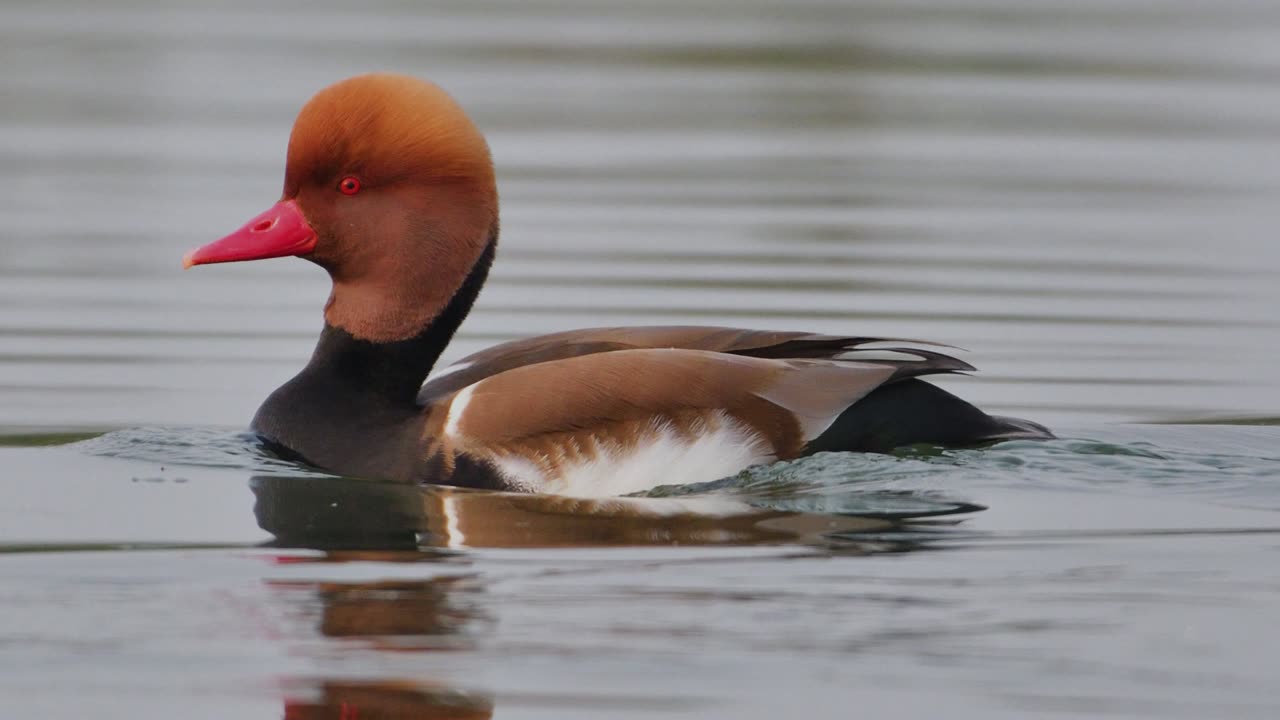 The Red Crested Pochard: Close Up HD Footage (Netta rufina)