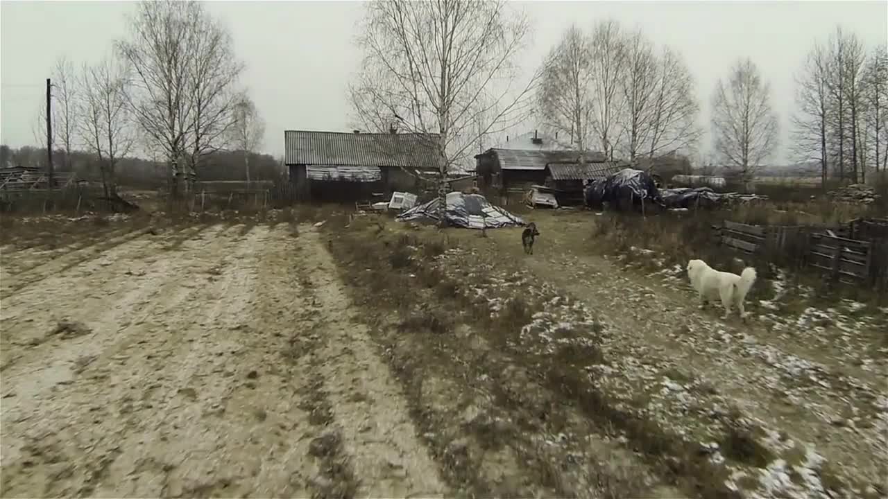 Aerial shot of playing runnig dogs near farm old country house